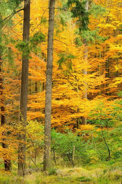 Буковые леса осенью 27 — стоковое фото