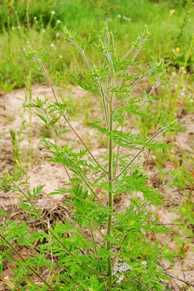 Ambrosia - gemeenschappelijk ragweed 09 — Stockfoto