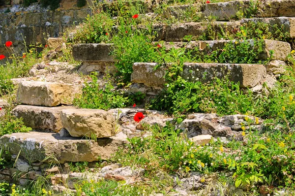 Klatschmohn vor mauer - Mohn vor der Mauer 07 — Stockfoto