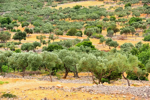 Olive grove 23 — Stock Photo, Image