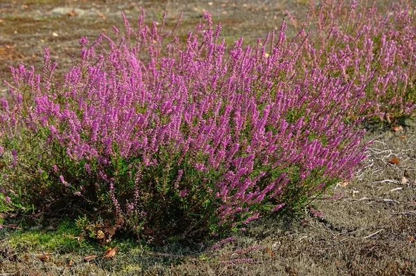 Heap of pink heather flower calluna vulgaris, erica, ling on white