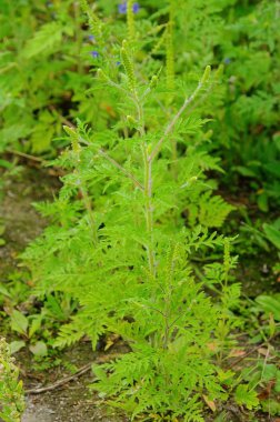 ortak ragweed 11