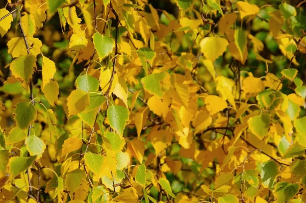 Birkenlaub im hernst - Birkenblätter im Herbst 02 — Stockfoto