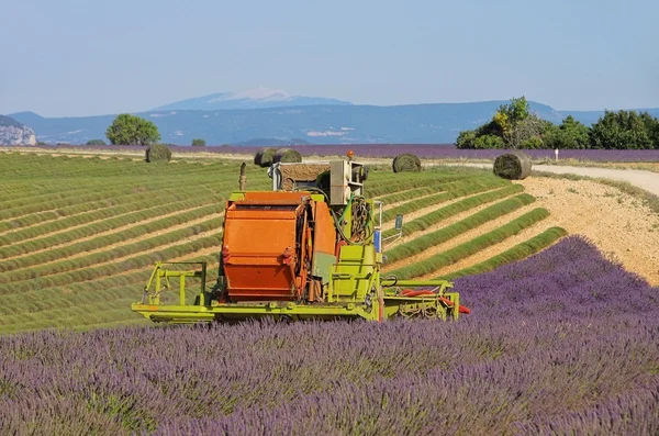 Lavender field harvest 08 — Stock Photo, Image