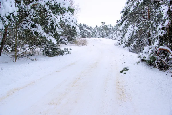 Bosque en invierno 49 —  Fotos de Stock