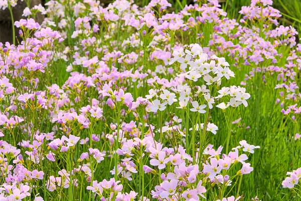 Cuckoo Flower 17 — Stock Photo, Image