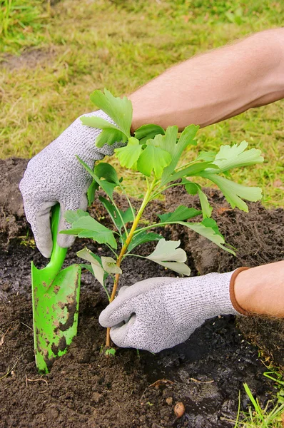 Ginkgo plantering 03 — Stockfoto