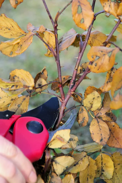 Shrub cutting 01 — Stock Photo, Image