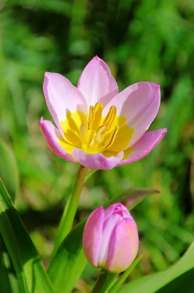 Tulpe rosa gelb 04 — Stockfoto