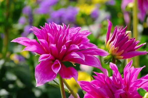 Dahlia 135 — Stock Photo, Image