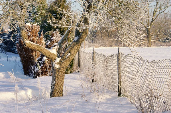 12 冬の庭 — ストック写真