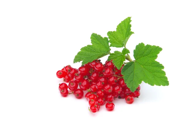 Johannisbeere - currant 30 — Stock Photo, Image