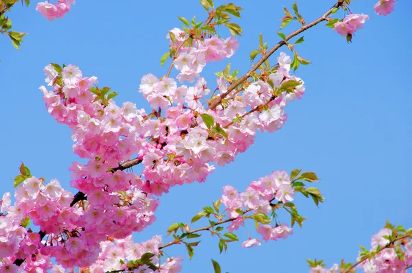 Flor de cerezo 11 — Foto de Stock