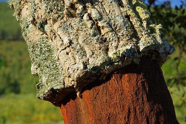 Cork oak 48 — Stock Photo, Image