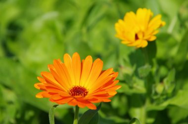 Ringelblume - calendula 32