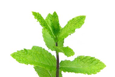 pfefferminze - nane 03