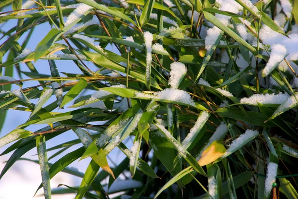 Bambus im schnee - bambus w śniegu 02 — Zdjęcie stockowe