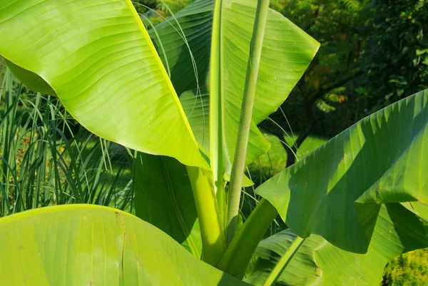 Bananenpflanze - banán növény 02 — Stock Fotó