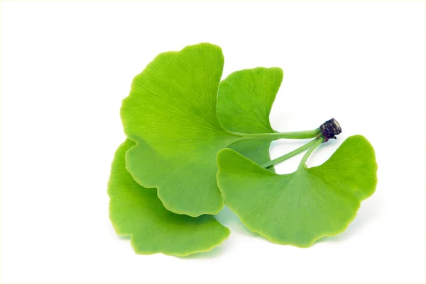 Ginkgoblatt freigestellt - ginkgo leaf isolated 01 — Stock Photo, Image