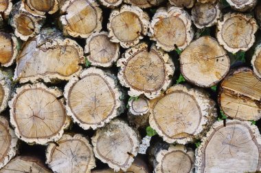 holzstapel korkeiche - mantar meşesi 01 ahşaptan yığını
