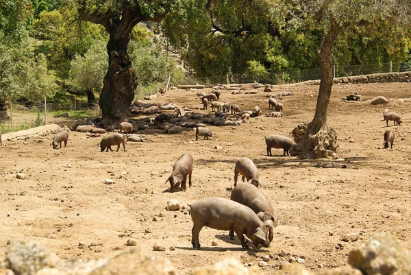 Iberisches schwein - zwarte Iberische varken 02 — Stockfoto