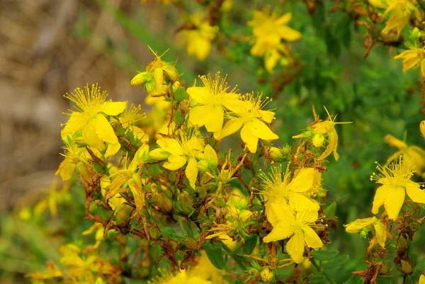 Johanniskraut - St Johns wort 32 — Φωτογραφία Αρχείου