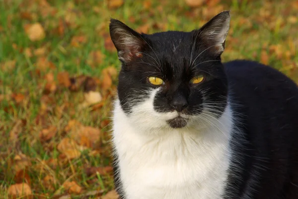 Katze - katt 23 — Stockfoto