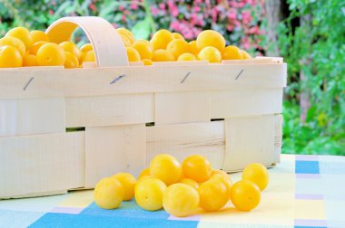 Mirabelle - mirabelle Erik 01