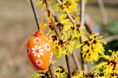 osterstrauch hamamelis - Paskalya zamanı 04 de hamamelis funda