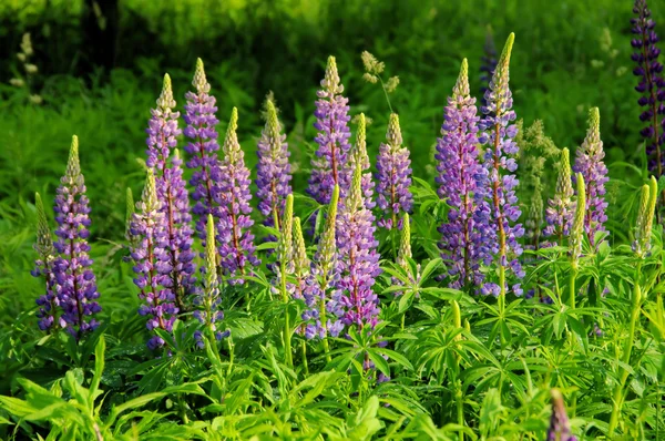 Lupine - Lupina 12 — Stock fotografie