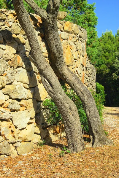 Olivenbaum an Mauer - olive tree on wall 02 — Stock Photo, Image