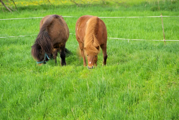 Pony 09 — Stock fotografie