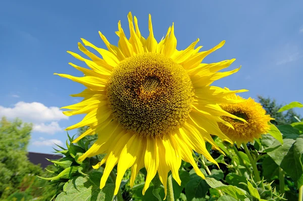 Sonnenblumen - ayçiçeği 37 — Stok fotoğraf