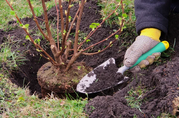 Strauch einpflanzen - plantando um arbusto 14 — Fotografia de Stock