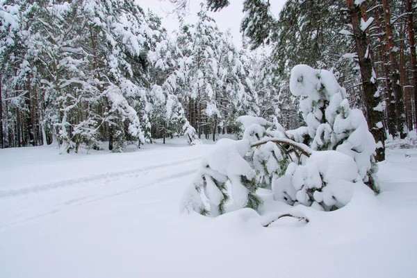 Wald im winter - bos in de winter 35 — Stockfoto