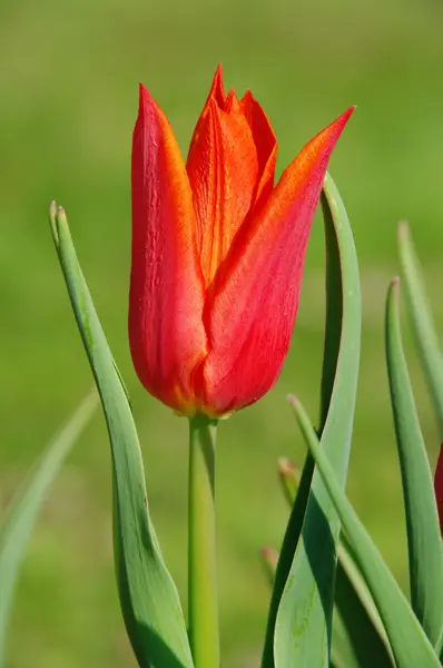 Podridão de Tulpe - tulipa vermelha 15 — Fotografia de Stock