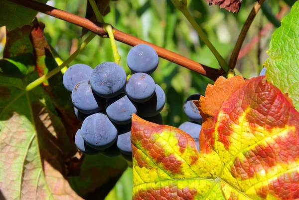 Putrefacción Weintraube - rojo uva 19 — Foto de Stock