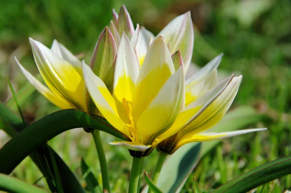 Wildtulpe - tulipano selvatico 04 — Foto Stock