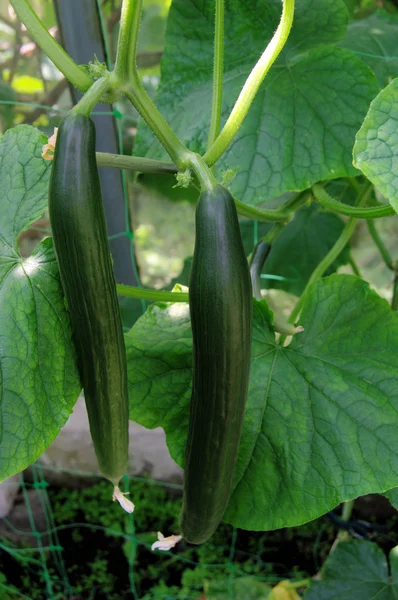 Schlangengurke - cucumber 01 — Stock Photo, Image