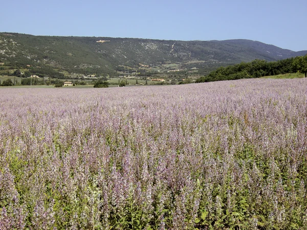 Salbeifeld - Campo de salva-vidas 02 — Fotografia de Stock