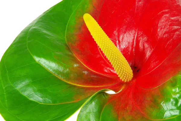 Flamingoblume - Anthurium 36 — Photo