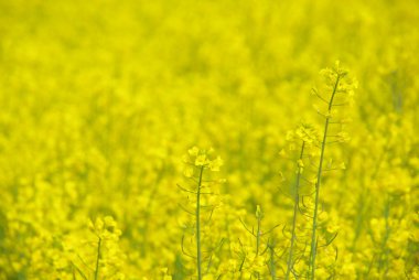 Raps - Rapeseed 26 clipart