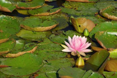 Seerose - nilüfer 32