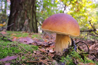 Steinpilz - cep 32