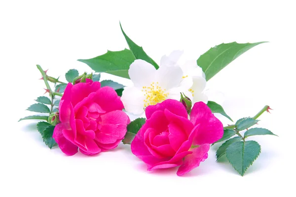 Rose freigestellt - rose isolated 06 — Stock Photo, Image