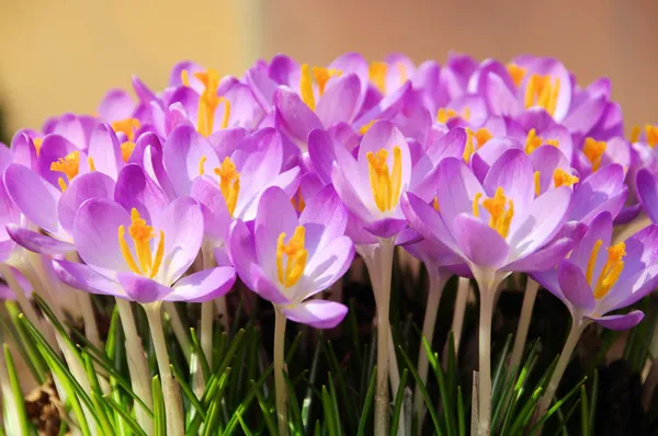 Krokus - Crocus 57 — Stockfoto