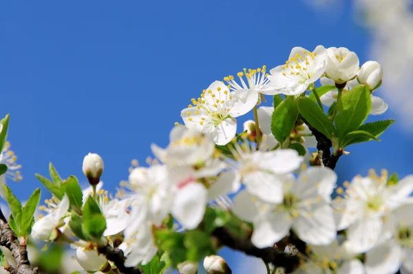 Pflaumenbaumbluete - flor de ciruela 51 —  Fotos de Stock