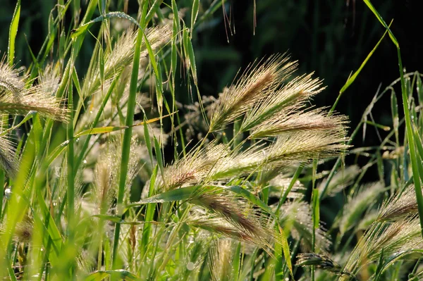 Roggenfeld - rogge veld 09 — Stockfoto