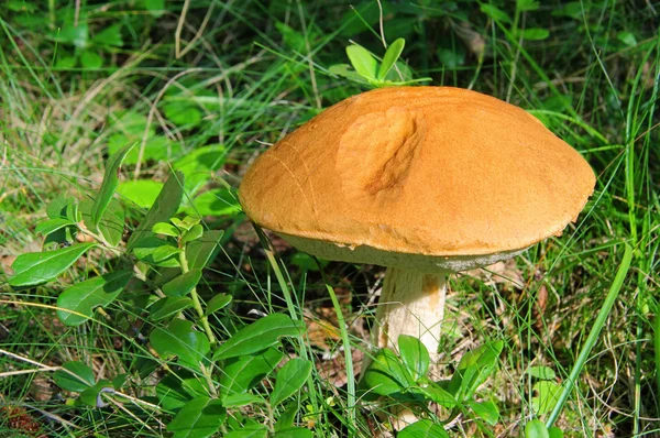 Rotkappe - red cap mushroom 08 — Stock Photo, Image