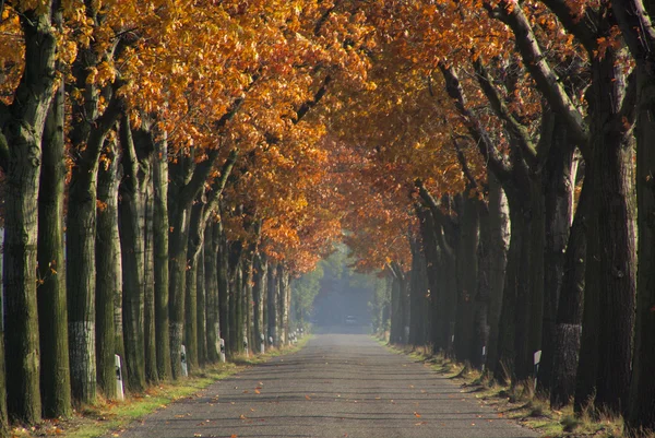 Allee im Herbst - viale in autunno 08 — Foto Stock